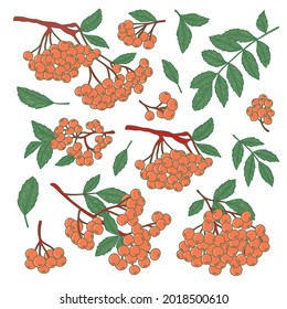 A colorful autumn set of orange rowan clusters. A bright vector set for creating unusual prints, printing on fabric, clothing, accessories, postcards, covers and much more.