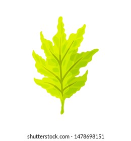 Colorful autumn tree leaf. Vector illustration isolated on a white background.