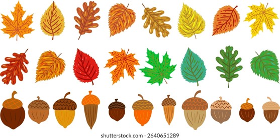 colorful autumn vector elements set diverse maple oak aspen leaves acorns, fall designs isolated collection, seasonal foliage banners greeting cards prints