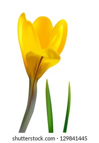 Colorful background with realistic flower and grass. Vector illustration.