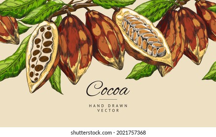 Cartel colorido con granos de cacao en ramas con hojas. Bayas de cacao para la producción de productos naturales de chocolate dulce orgánico. Ilustración de esbozo dibujada a mano por vectores.