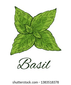 Colorful Basil hand drawn sketch. Retro botanical line art. Medical herb and spice. Vintage green raw basil. Herbal vector illustration isolated on white background