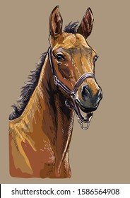 Colorful bay foal portrait with halter. Horse head isolated on beige background. Vector hand drawing illustration. Retro style portrait of horse.