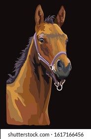 Colorful bay foal portrait with halter. Foal head isolated on black background. Vector drawing  illustration. Retro style portrait of foal.