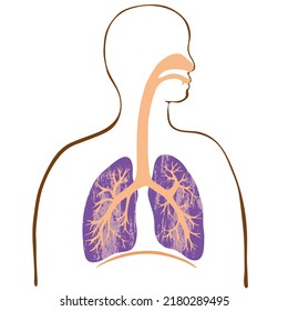 Colorful and beautiful illustration of the lungs and the trachea with human silhouette. 