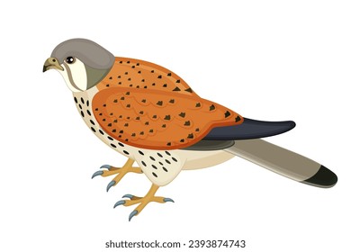 Colorful beautiful kestrel picture. Spotted orange and grey color. Wildlife nature, awesome design, Small beak, sharp claws. Brave predator bird. Isolated on white background. Vector illustration