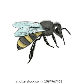 Colorful bee sketch set in black and white. Vector illustration in vintage engraving style