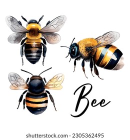 Colorful bee watercolor in beautiful style. Hand drawn vector illustration. Garden nature. Vector collection.
