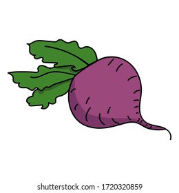 Colorful beetroot. Hand drawn cartoon beet