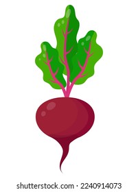 Colorful beetroot pattern. Healthy vegetables. Vector image