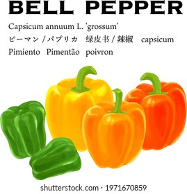 Colorful bell peppers vector illiustration. Text means bell pepper in several language 