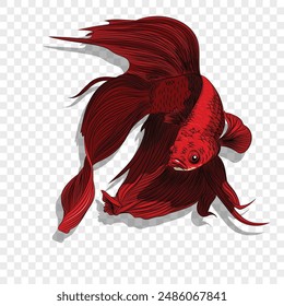 Colorful Beta fish. colored beta fish vector illustration. Aquarium betta fish with huge fins.