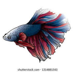 Colorful betta splendens fish hand drawing and sketch with line art illustration isolated on white background.