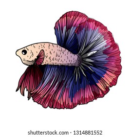 Colorful betta splendens fish hand drawing and sketch with line art illustration isolated on white background.