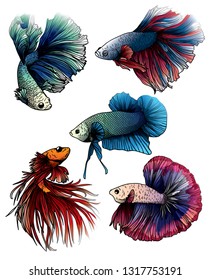 Colorful betta splendens fish hand drawing and sketch with line art illustration isolated on white background.