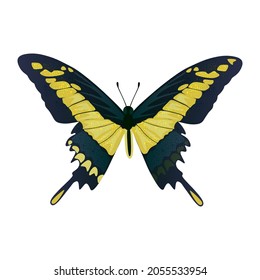 Colorful big tropical butterflie, swallowtail papilio isolated on white background.