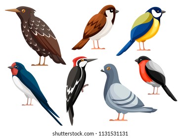 Colorful Bird Collection. Pigeon, Sparrow, Titmouse, Swallow, Woodpecker, Starling, Bullfinch. Flat Birds Icon. Vector Illustration Isolated On White Background.