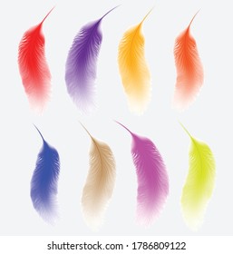colorful bird feather design vector