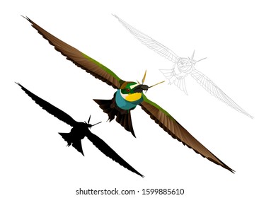 Colorful bird flying. Realistic vector image. Bird: European Bee eater. Merops apiaster. White background.