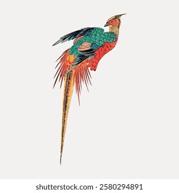 Colorful bird illustration with vibrant feathers. The bird's long tail and vivid colors create a striking image. Artistic bird design with intricate details. Vintage bird illustration vector.