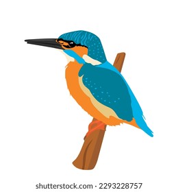 Colorful bird Kingfisher in flat cartoon illustration. Common Kingfisher sitting on a tree branch isolated on white background. Vector illustration