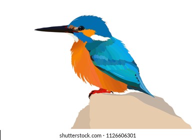 Colorful bird Kingfisher. Vector image. White background.