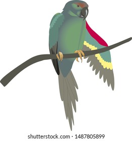 colorful bird on the branch vector
