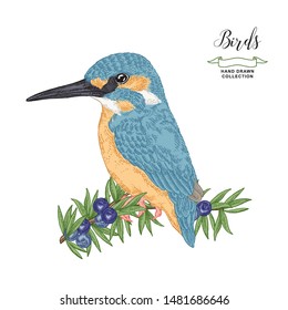 Colorful bird sitting on a juniper branch. Hand drawn kingfisher bird. Vector illustration. Vintage engraving style.