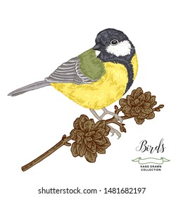 Farbiger Vogel, der auf dem Kiefernzweig sitzt. Handgezeichnet. Vektorillustration. Vintage Gravur Stil.