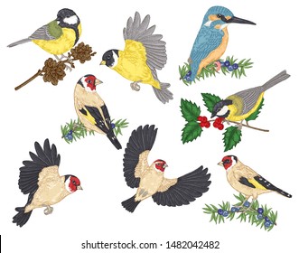 Colorful birds collection. Tits, finches, goldfinches and kingfisher sitting on a branch. Vector illustration. Vintage engraving style.