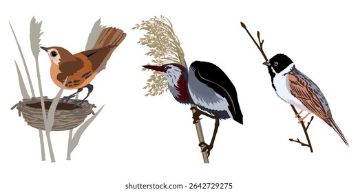 Colorful birds on branches. Vector illustration	