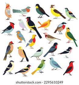 Colorful birds set vector illustration isolated on white