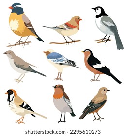 Colorful birds set vector illustration isolated on white