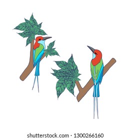Colorful birds standing on the tree , isolated on white background, illustration, vector
