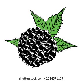 Colorful black berry vector design. Best graphic resources illustration. vector graphic design for icons and symbols and logo designing and stationery and print media purpose and etc.