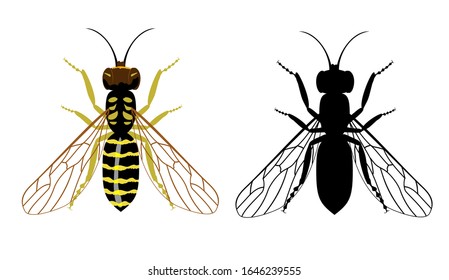 Colorful and black silhouette of wasp on a white background. Illustration of flying insects