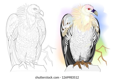 Colorful and black and white page for coloring book. Hand-drawn illustration of funny vulture sitting on a rock. Worksheet for children and adults. Vector cartoon image.