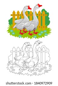 Colorful and black and white page for coloring book. Illustration of two domestic geese. Printable worksheet for children exercise book. Online education. Flat cartoon vector. Animals for kids.