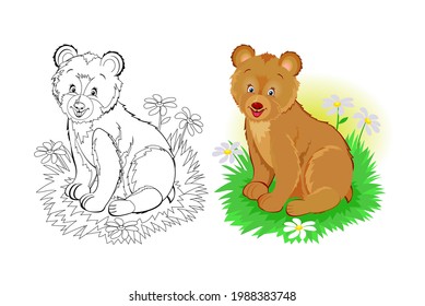 Colorful and black and white page for coloring book. Illustration of cute little bear. Printable worksheet for children exercise book. Online education. Clip-art cartoon vector. Animals for kids.