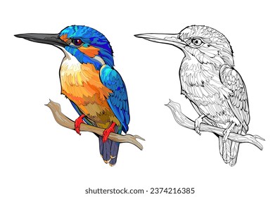 Colorful and black and white page for coloring book. Illustration of a common kingfisher. Printable worksheet for children exercise book. Clip-art cartoon vector. Animals for kids.