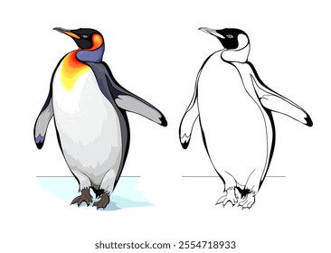 Colorful and black and white page for coloring book. Illustration of a king penguin at Tenerife zoo. Hand drawn flat vector image. Drawing for encyclopedia. Animals for children coloring book.