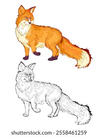 Colorful and black and white page for coloring book. Illustration of cute red fox. Printable worksheet for children. Drawing for encyclopedia. Flat vector image. Animals for kids.