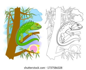 Colorful and black and white page for kids coloring book. Illustration of cute green American lizard iguana. Printable worksheet for children school textbook. Online education. Flat cartoon vector.