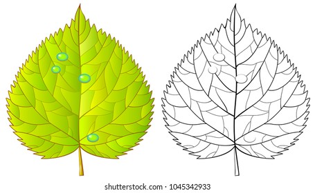 Colorful and black and white pattern for coloring. Illustration of linden leaf. Worksheet for children and adults. Vector image.