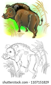 Colorful and black and white pattern for coloring. Illustration of wild boar. Worksheet for children and adults. Vector image.