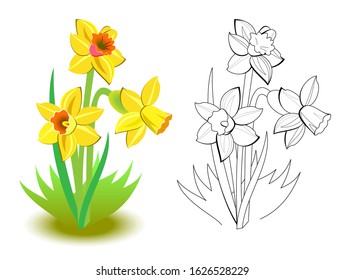 Colorful and black and white pattern for coloring. Illustration of spring yellow daffodils flowers in the garden. Greetings with women day. Worksheet for coloring book for children and adults.