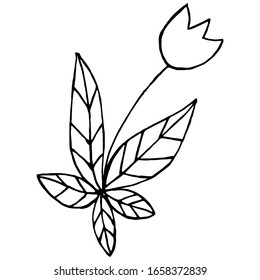 Colorful black and white pattern for coloring. Daisy flower illustration. Coloring pages for children and adults. Vector image. wedding decoration. Circuit.