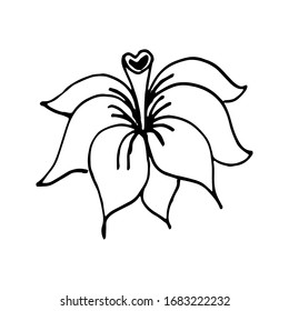 Color negro y blanco para colorear. Ilustración floral de margarita. Colores de páginas para niños y adultos.Imagen vectorial. decoración de bodas. Circuito.