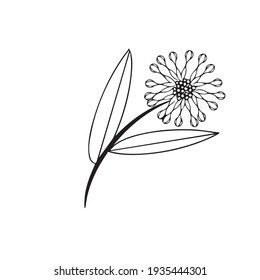 Colorful black and white pattern for coloring. Daisy flower illustration. Coloring pages for children and adults. Vector image. wedding decoration. Circuit.