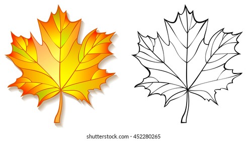 Colorful and black and white pattern maple leaf, vector cartoon image.